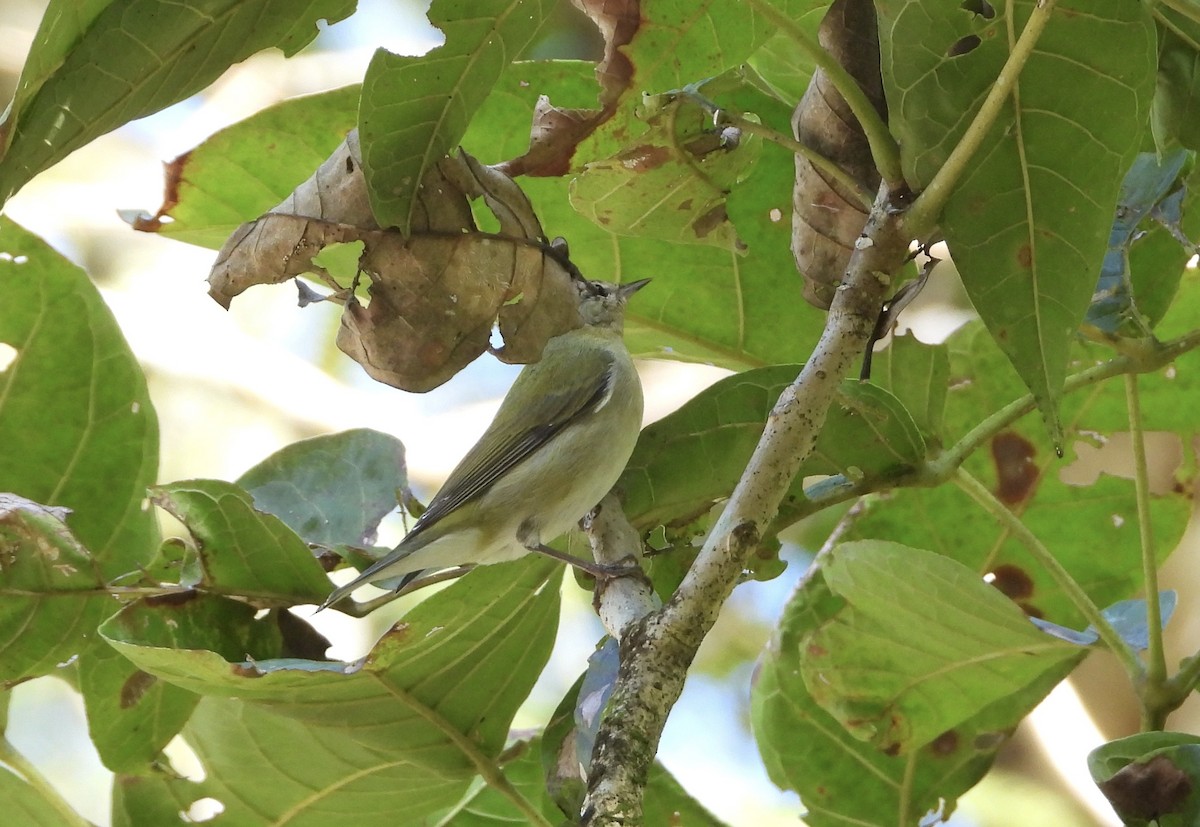 Tennesse Ötleğeni - ML647448346