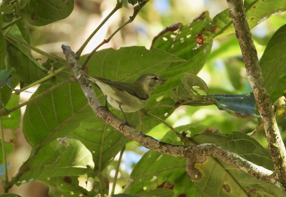 Tennesse Ötleğeni - ML647448347