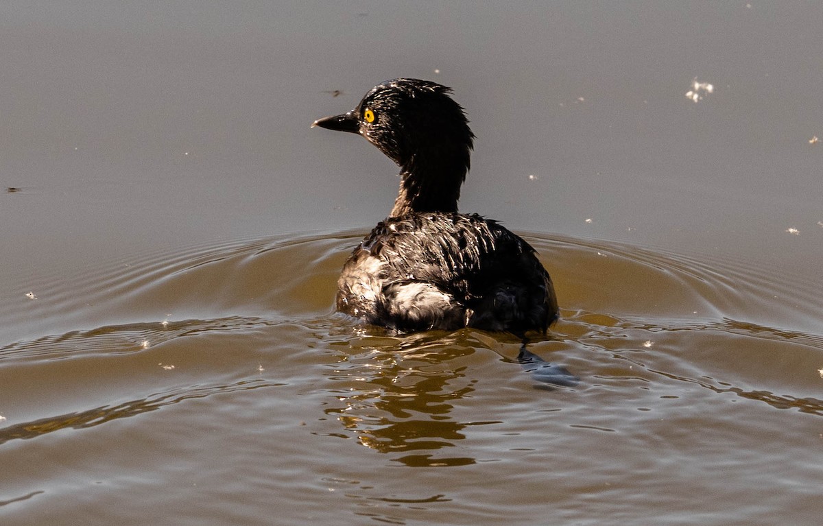 Least Grebe - ML647448349