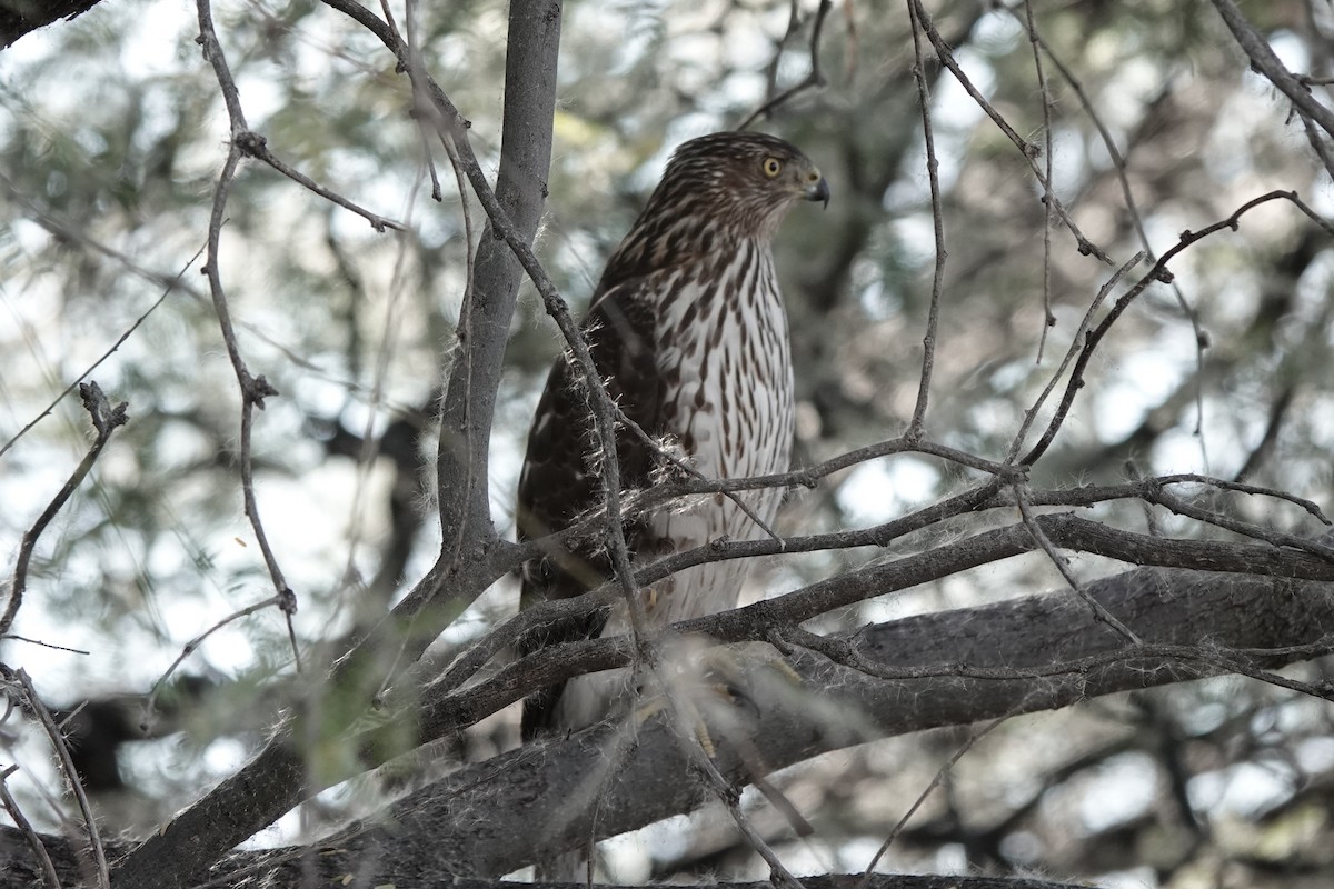 Яструб чорноголовий - ML647448372