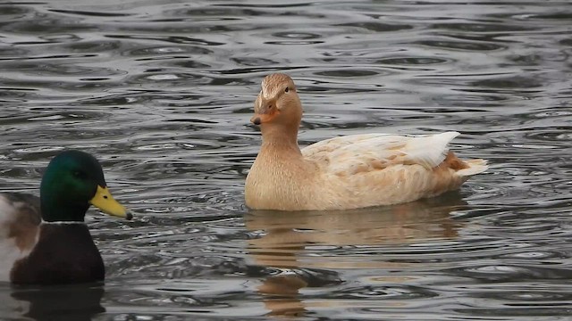 Mallard - ML647448411