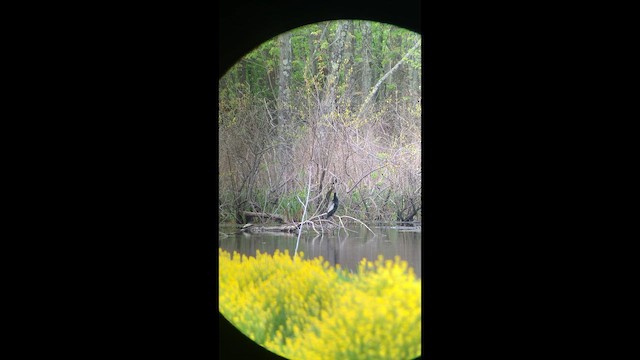 Anhinga - ML647448412