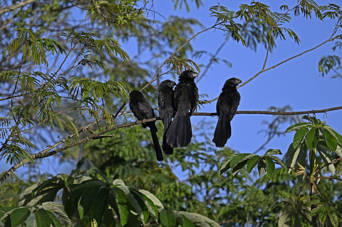 glattnebbani - ML647448424