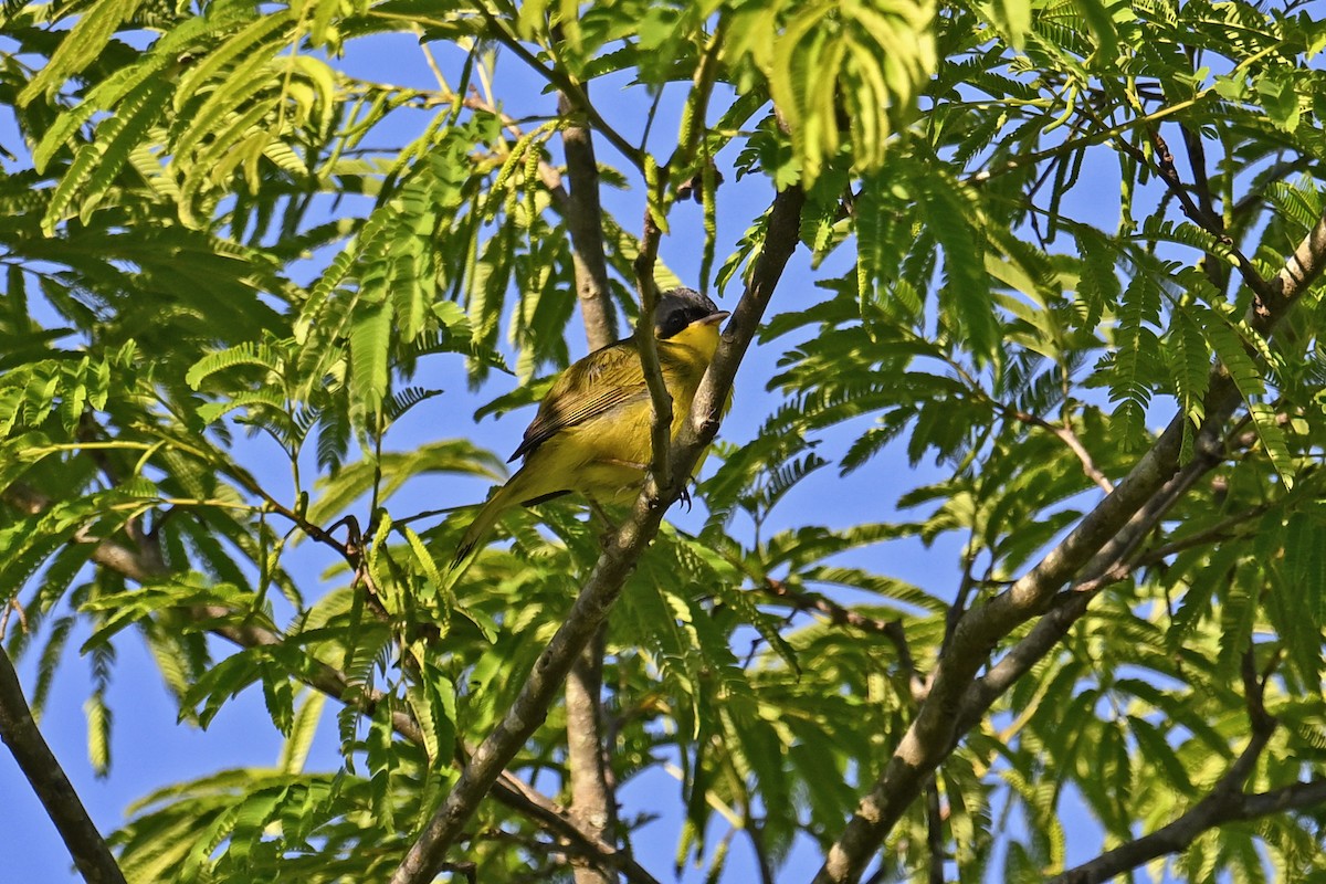 Southern Yellowthroat - ML647448439