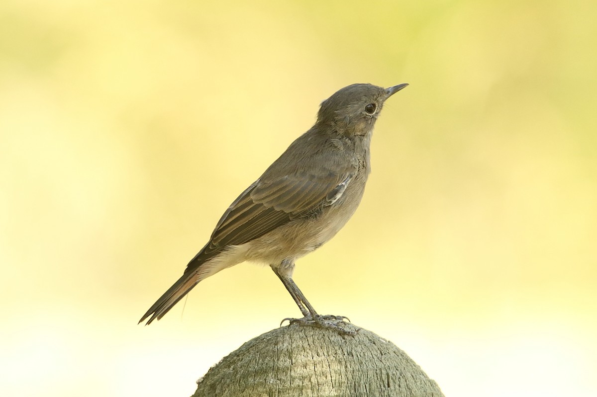 Familiar Chat - ML647448449