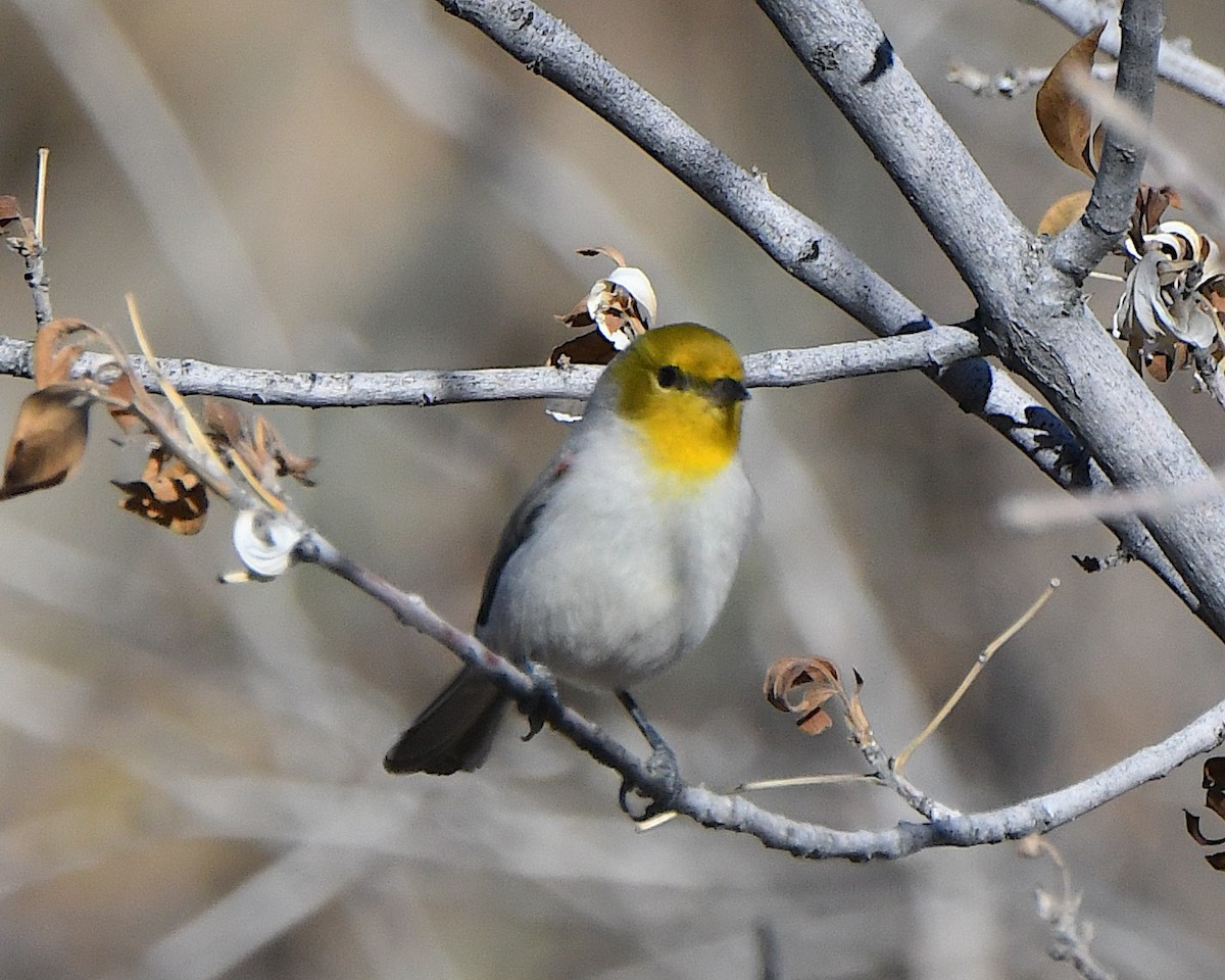 Verdin - ML647448453