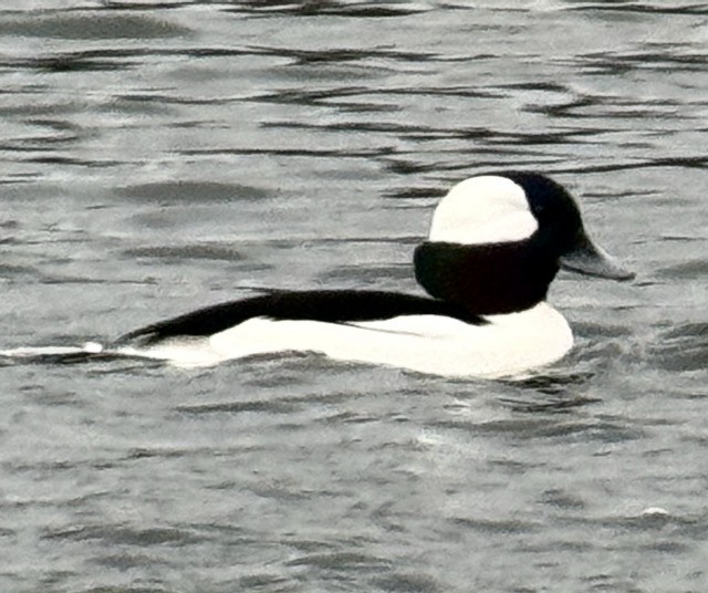 Bufflehead - ML647448460