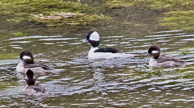 Bufflehead - ML647448461