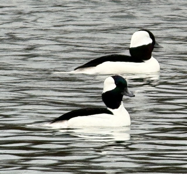 Bufflehead - ML647448463
