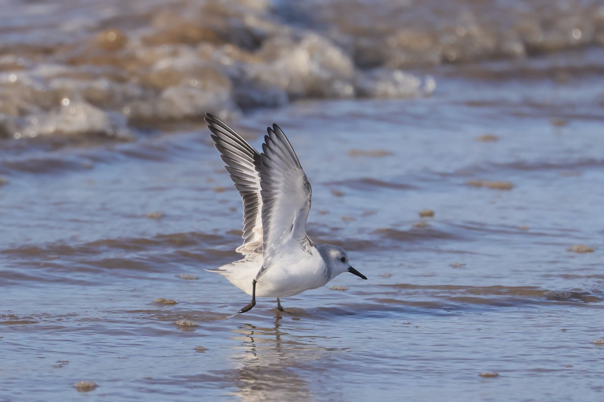 Sanderling - ML647448464