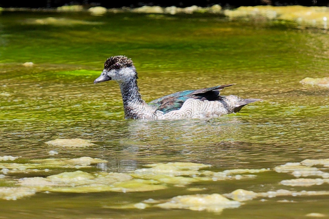 Green Pygmy-Goose - ML647448465