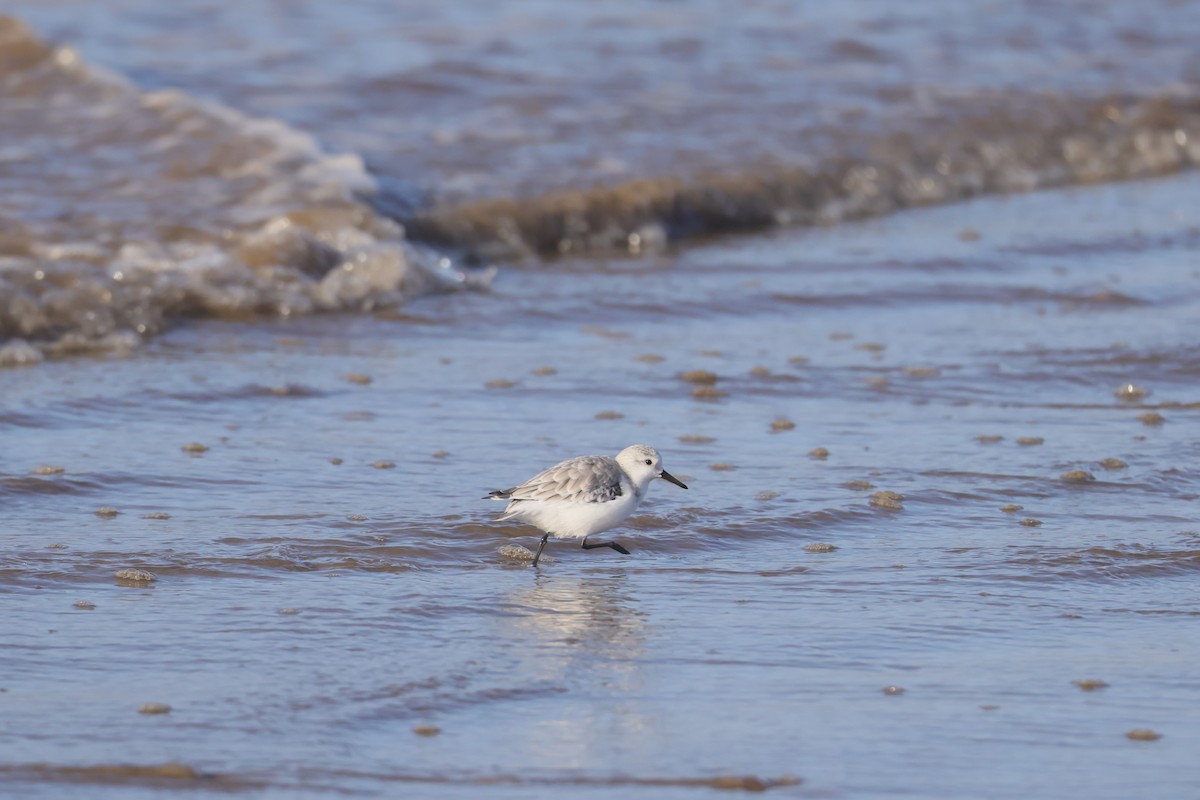 Sanderling - ML647448466