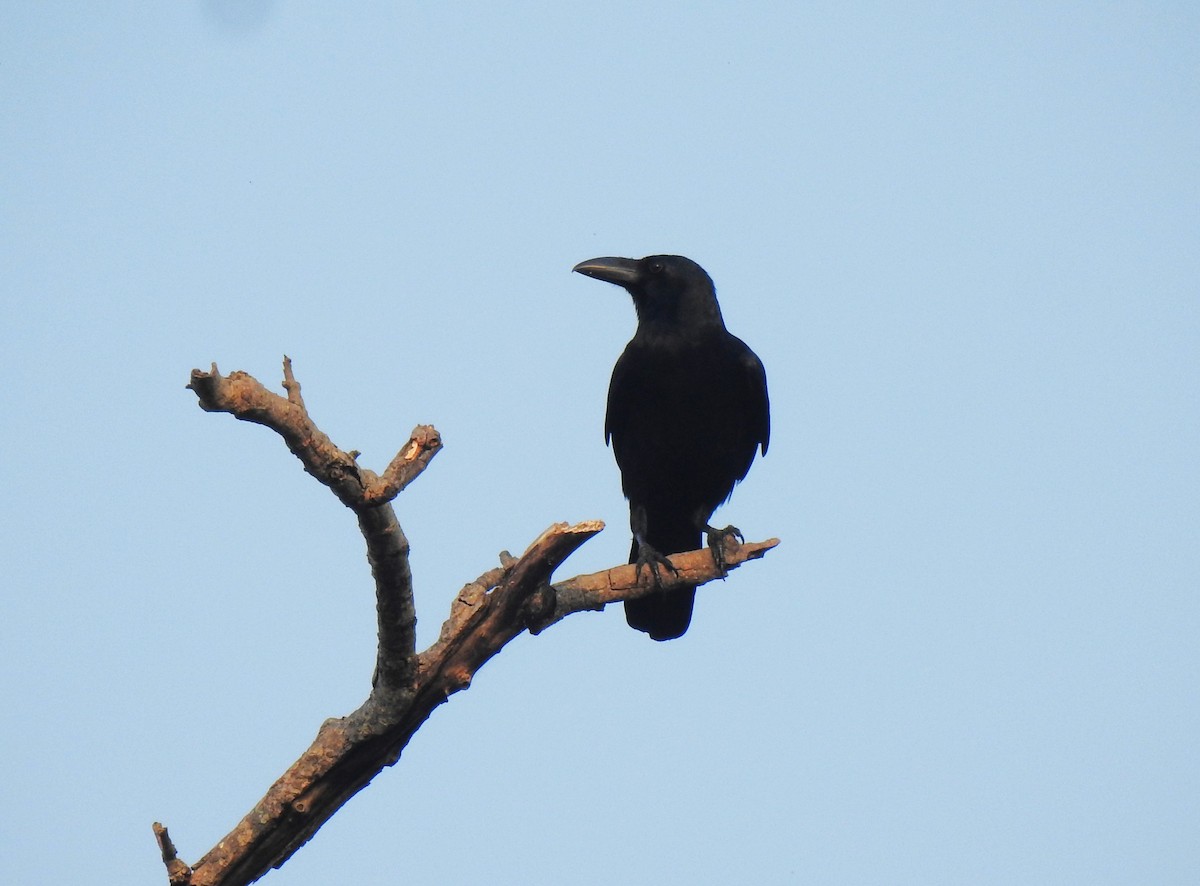 Large-billed Crow - ML647448467