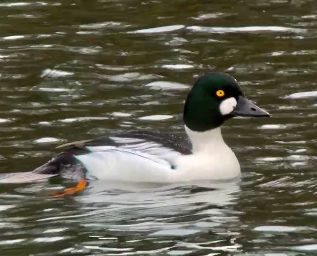 Common Goldeneye - ML647448468