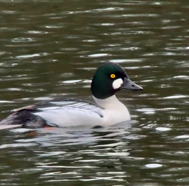 Common Goldeneye - ML647448469