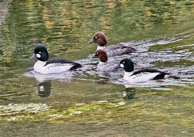 Common Goldeneye - ML647448470