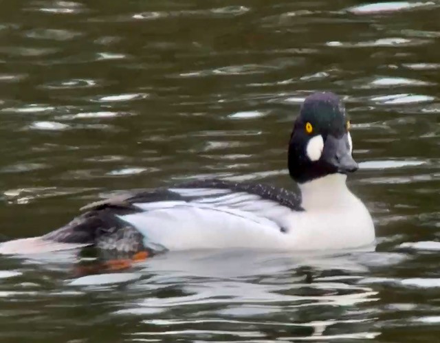 Common Goldeneye - ML647448471