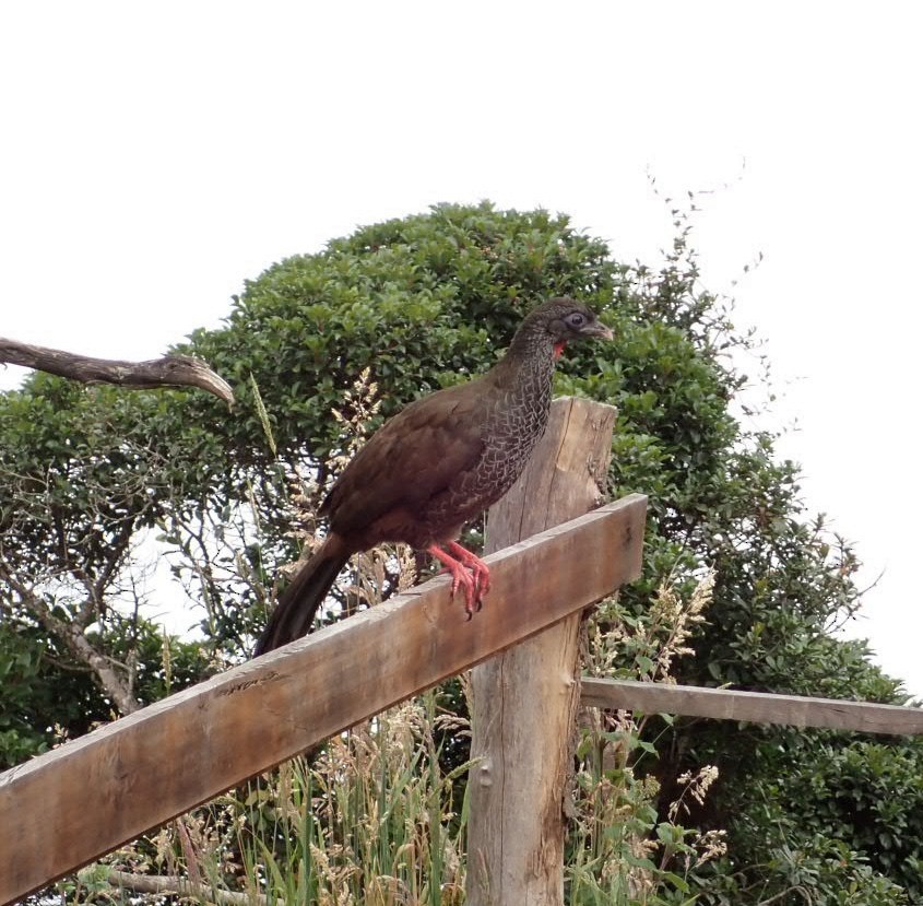 Andean Guan - ML647448472