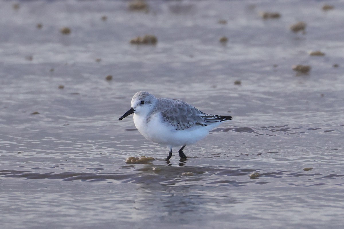 Sanderling - ML647448473