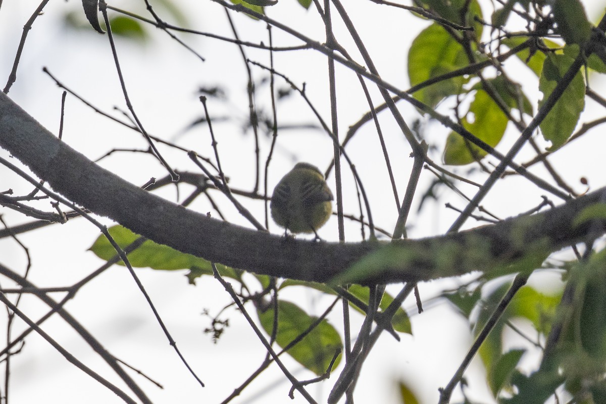 Black-headed Tody-Flycatcher - ML647448474