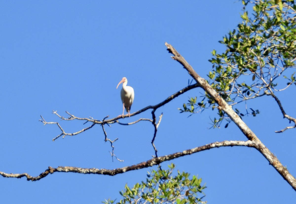 White Ibis - ML647448475
