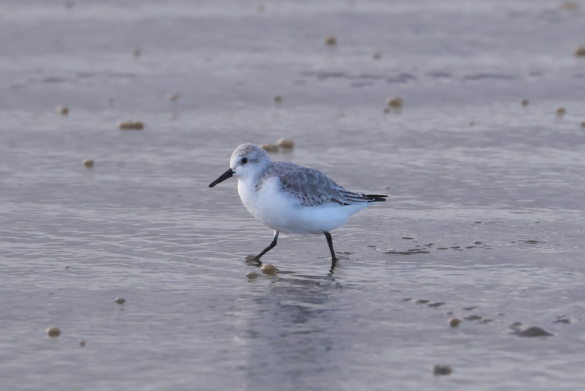 Sanderling - ML647448477