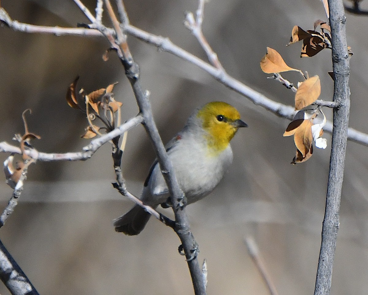 Verdin - ML647448478