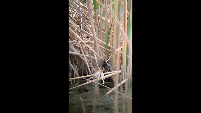 Yellow-headed Blackbird - ML647448484