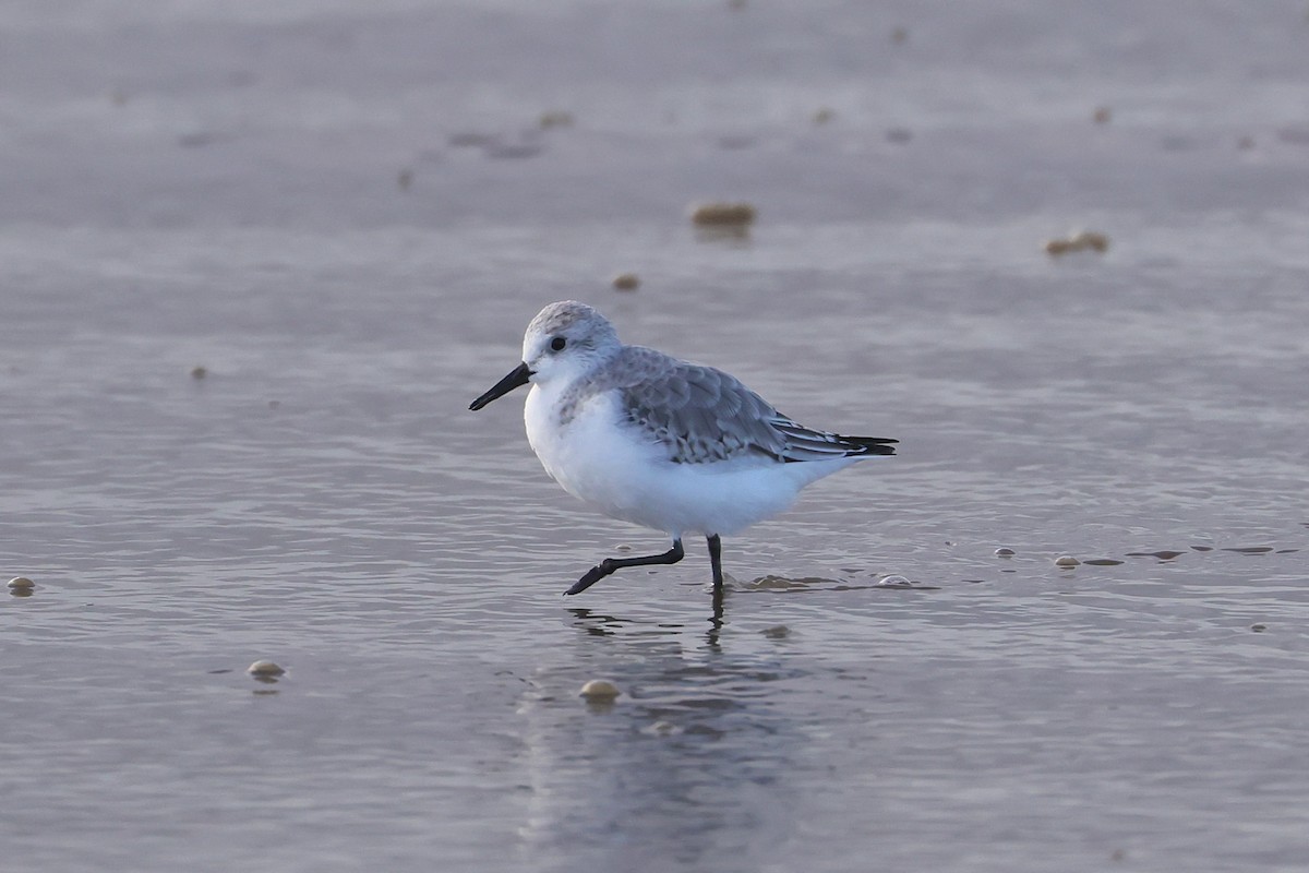 Sanderling - ML647448485