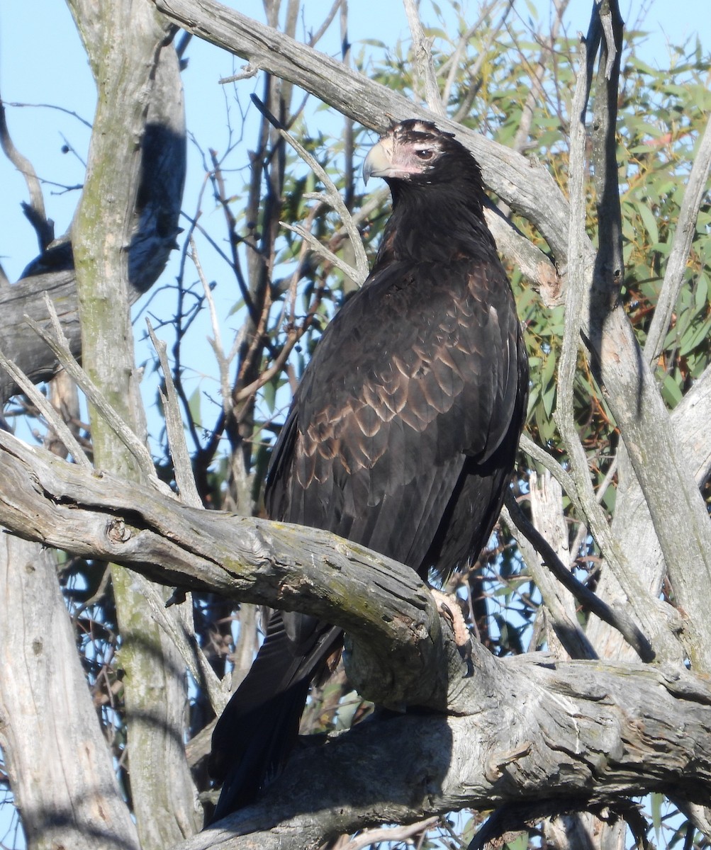 Wedge-tailed Eagle - ML647448487