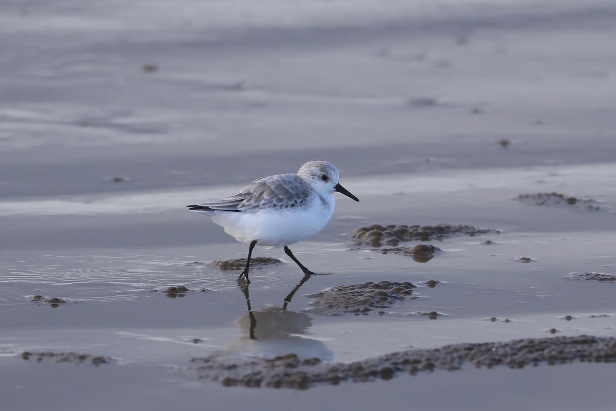 Sanderling - ML647448488