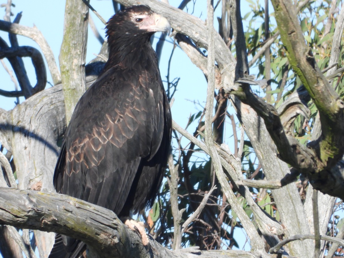 Wedge-tailed Eagle - ML647448489