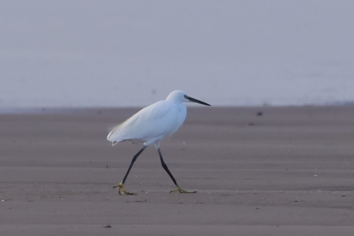 Little Egret - ML647448490