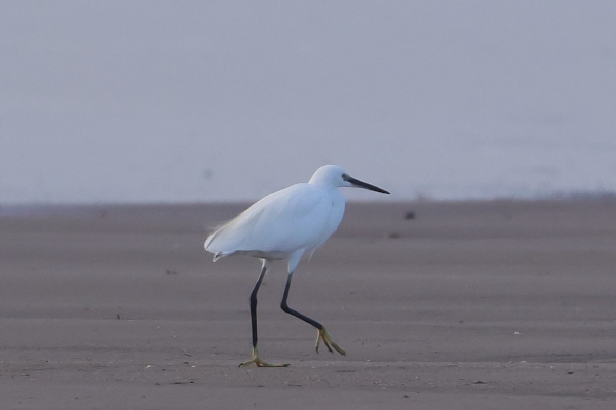 Little Egret - ML647448491