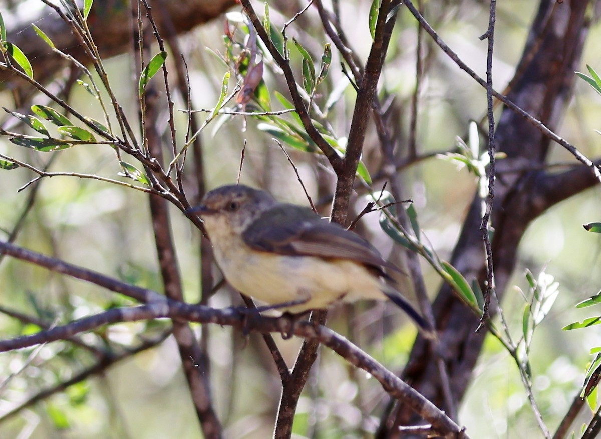 Buff-rumped Thornbill - ML647448492
