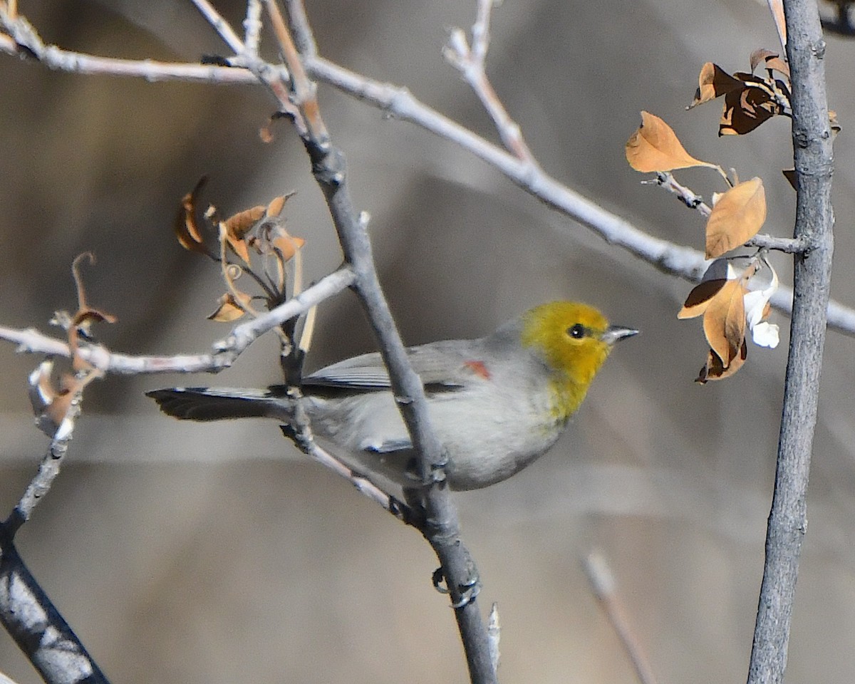 Verdin - ML647448493