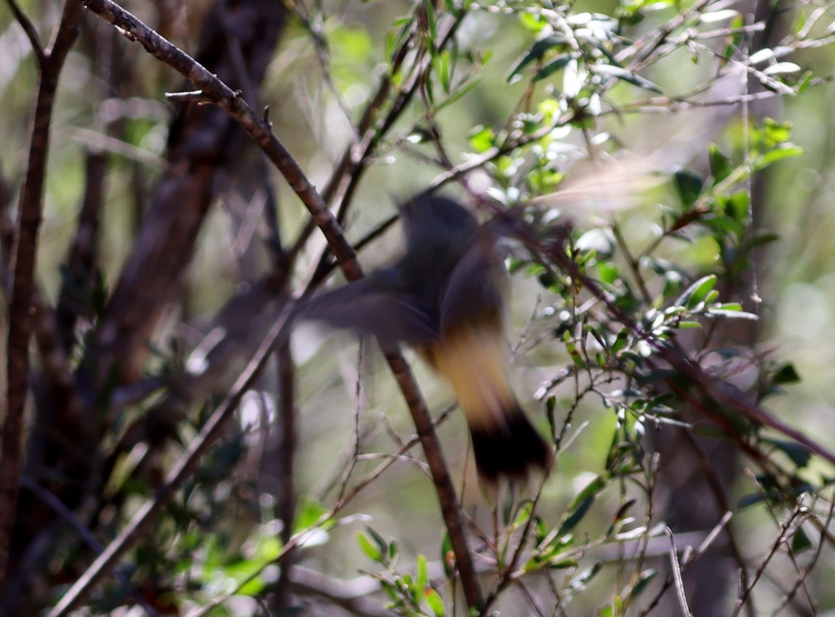Buff-rumped Thornbill - ML647448502