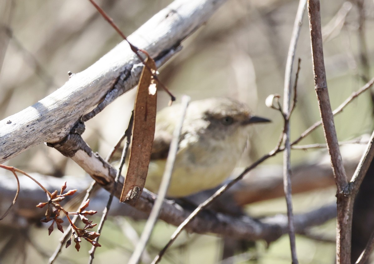 Buff-rumped Thornbill - ML647448503