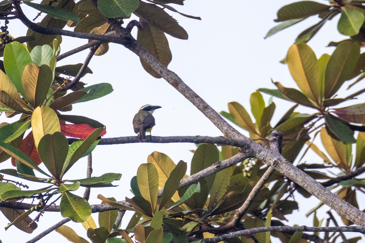 Boat-billed Flycatcher - ML647448504