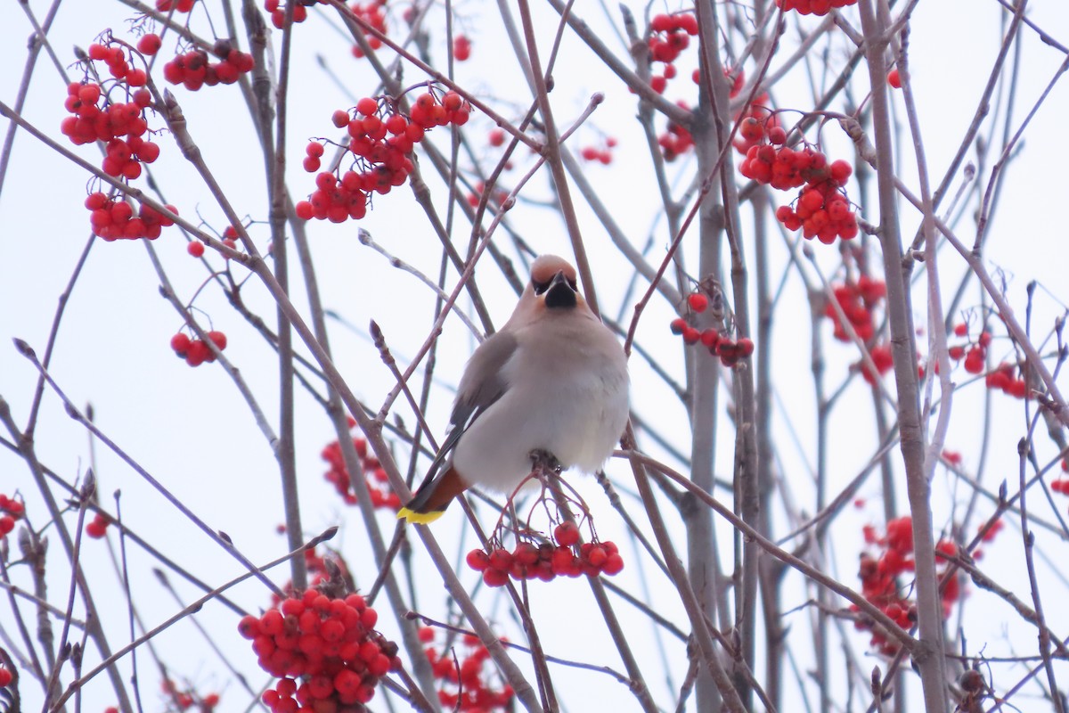 Bohemian Waxwing - ML647448507