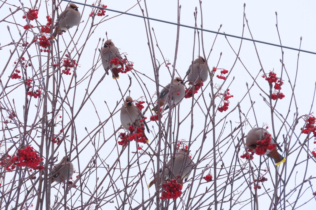 Bohemian Waxwing - ML647448508