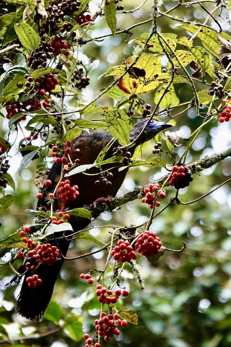 Sickle-winged Guan - ML647448511