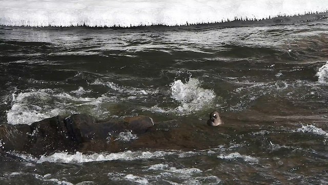 Harlequin Duck - ML647448521