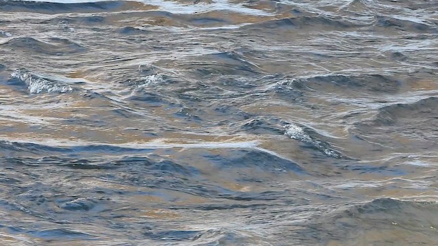 Harlequin Duck - ML647448530