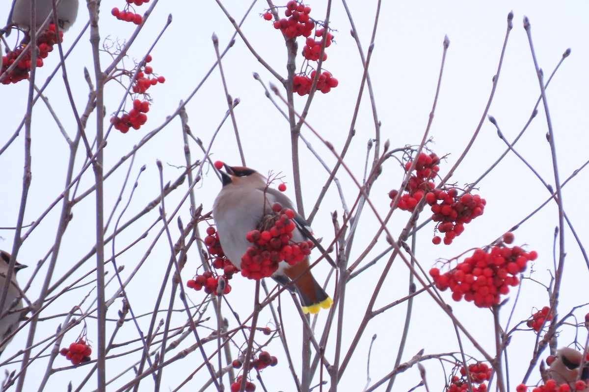 Bohemian Waxwing - ML647448531