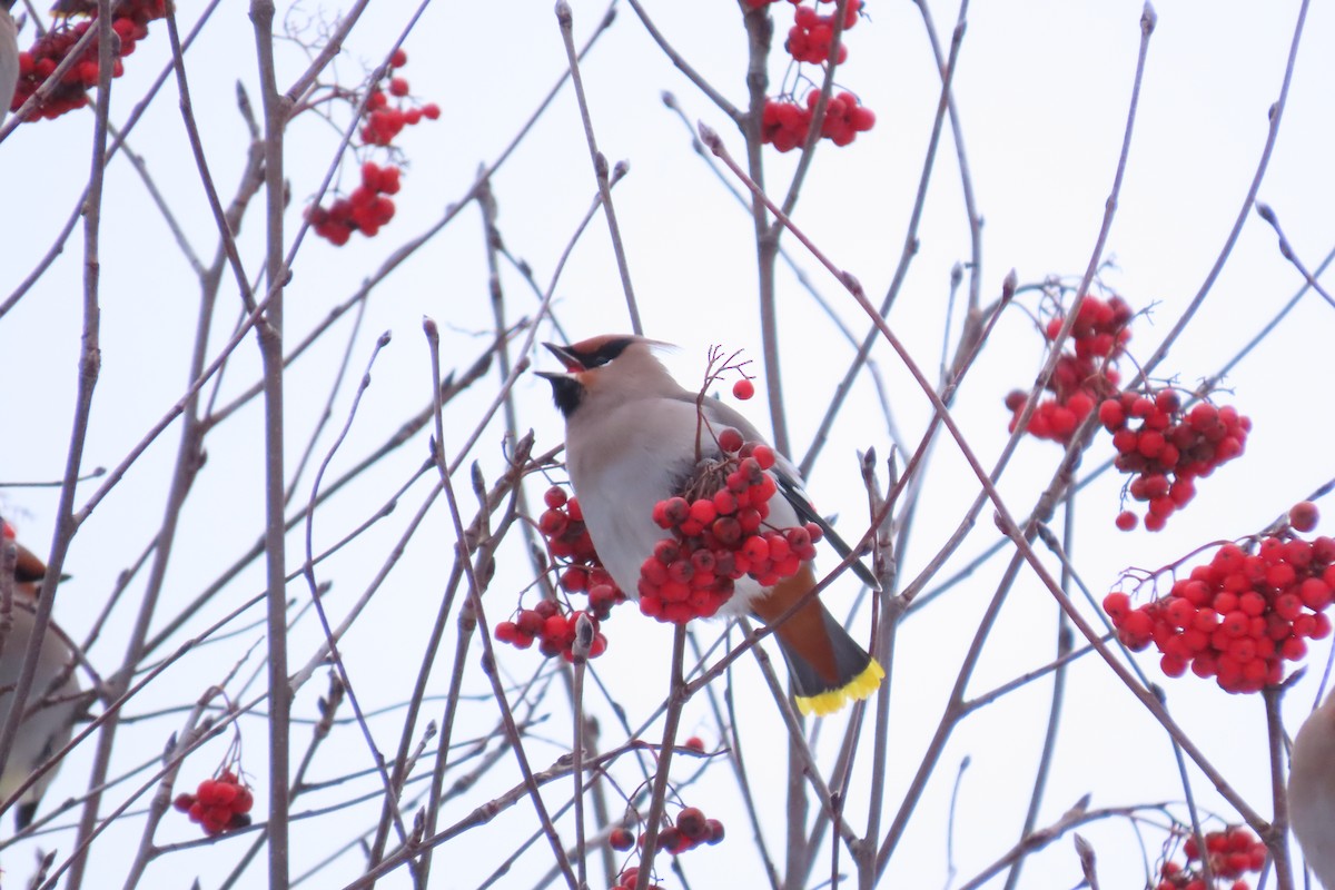 Bohemian Waxwing - ML647448534