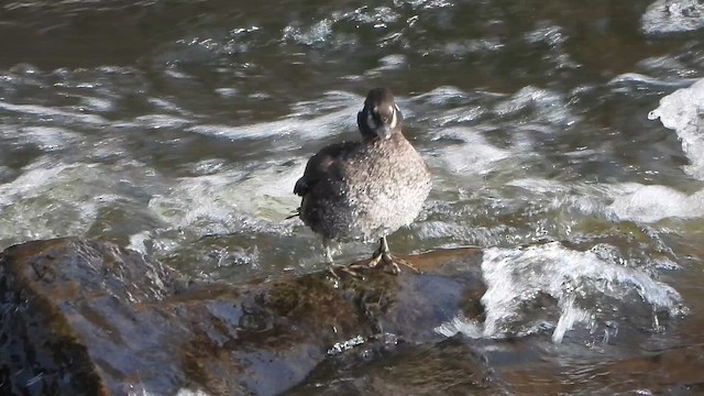 Harlequin Duck - ML647448545