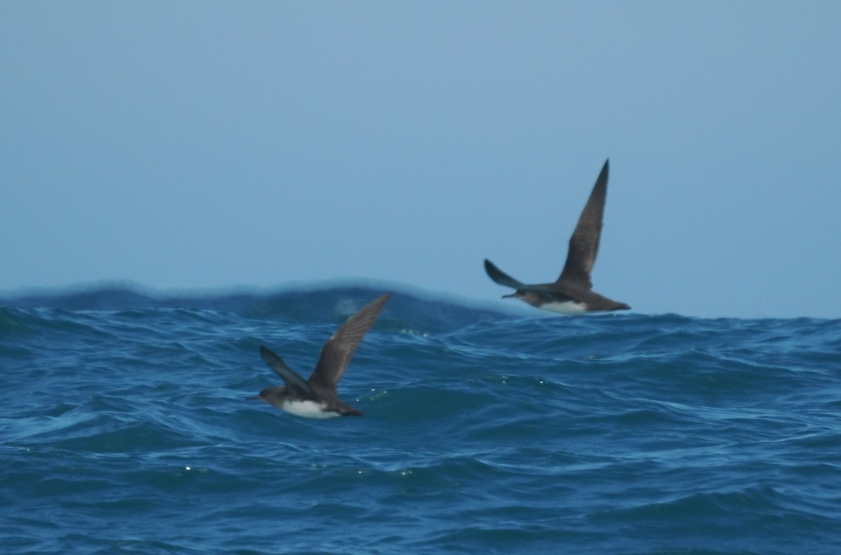 Hutton gabaia - ML647448546