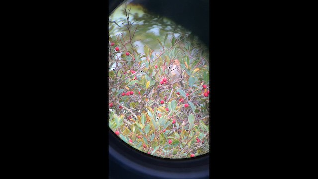 Harris's Sparrow - ML647448547