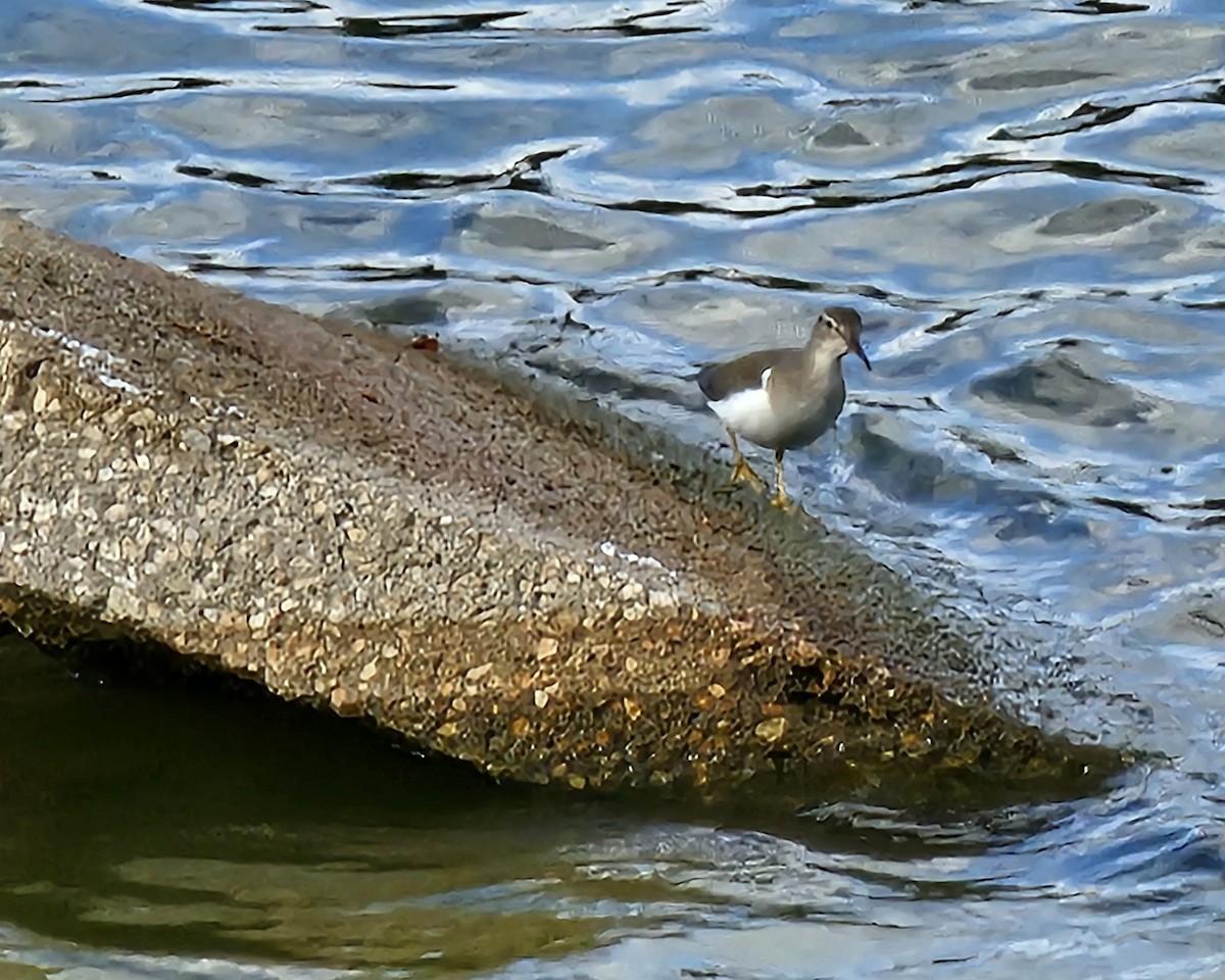 Benekli Düdükçün - ML647448559